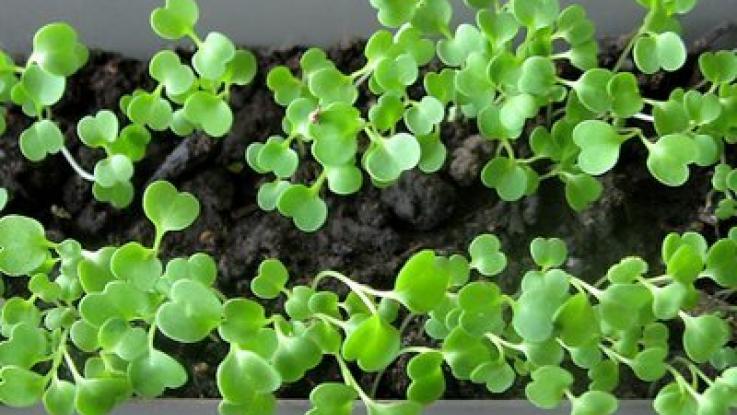 semilla de trebol blanco para germinados venta mexico