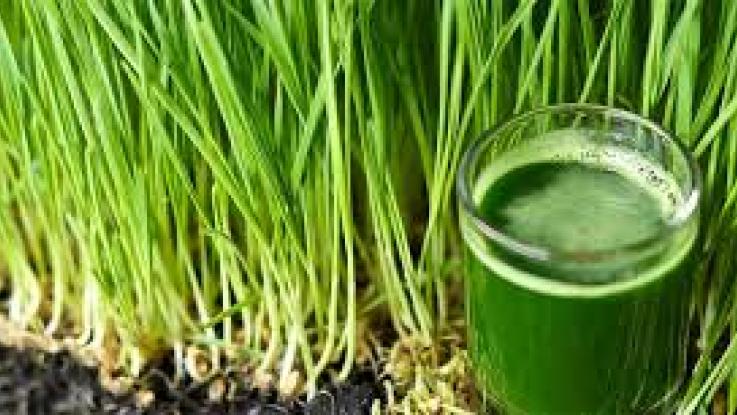 semilla de trigo para forraje verde hidroponico