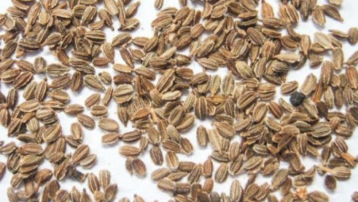 semilla de zanahoria para brotes verdes