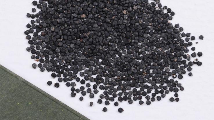 precio semilla de verdolaga para germiandos