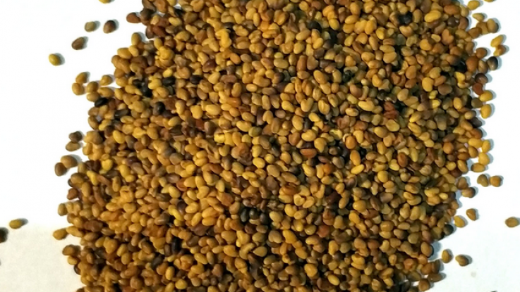 precio semilla de trebol blanco