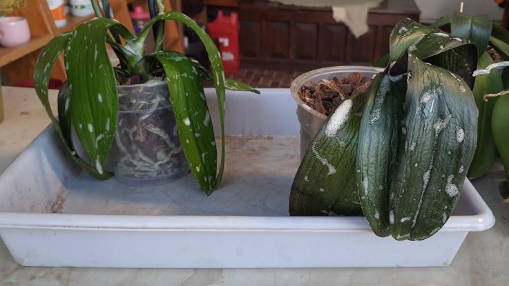 Charola de trasplante venta en cdmx