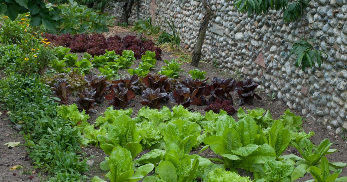 Curso de Huerto Orgánico | Al Natural Grow Shop