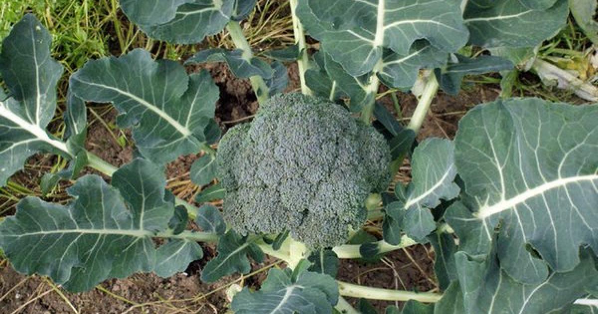 Cómo sembrar Brócoli | Al Natural Grow Shop