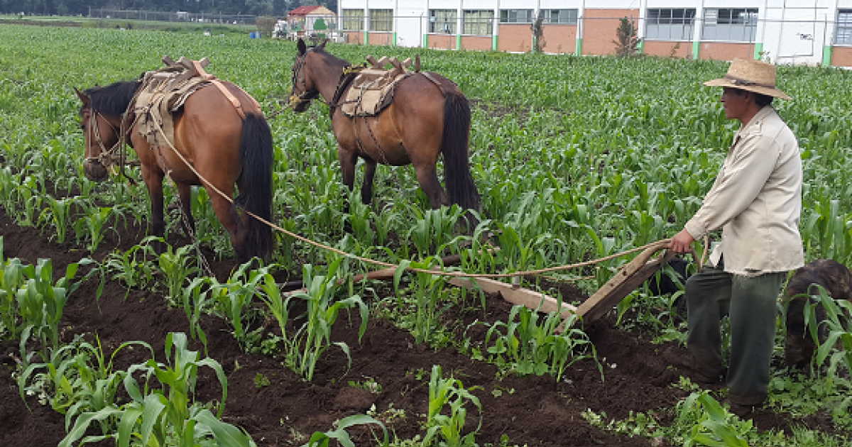 Agricultura ecológica en México Al Natural Grow Shop Agricultura ecológica en México Al Natural Grow Shop