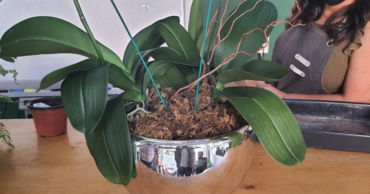 Las hojas de tus orquídeas están enfermas y se parten por la mitad