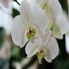 fertilizer orchids product Mexico