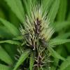 solucion hidroponia para floracion cannabis venta 