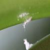 insecticida para orquideas contra la cochinilla algodonosa