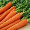 venta semilla zanahoria