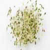 semillas de alfalfa para germinados 