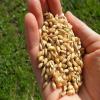 semilla de trigo para forraje verde hisroponico