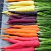 comprar semillas zanahorias colores