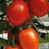 Semilla tomate pai pai