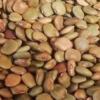 semillas de jicama sin tratamiento